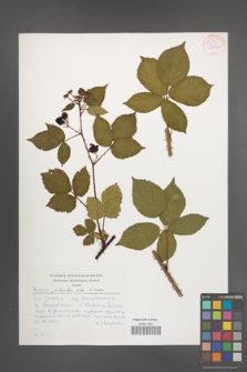 Rubus plicatus [KOR 54246]