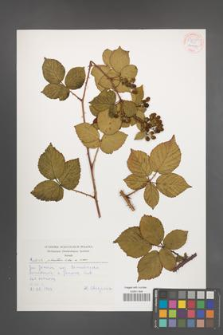 Rubus plicatus [KOR 54247]