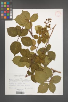 Rubus plicatus [KOR 30506]