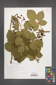Rubus plicatus [KOR 30505]