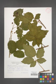 Rubus plicatus [KOR 30503]