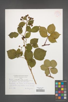 Rubus plicatus [KOR 54249]