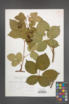 Rubus plicatus [KOR 30530]