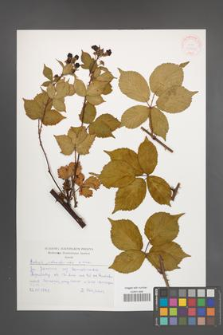 Rubus plicatus [KOR 30532]