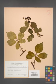 Rubus plicatus [KOR 25570]