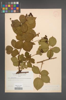 Rubus plicatus [KOR 23410]