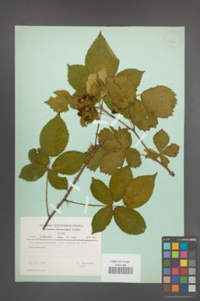 Rubus plicatus [KOR 23719]