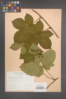 Rubus plicatus [KOR 22960]