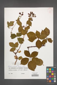 Rubus plicatus [KOR 29865]
