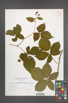 Rubus plicatus [KOR 39786]