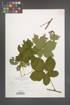 Rubus plicatus [KOR 54255]
