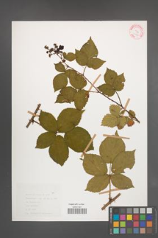 Rubus plicatus [KOR 30611]