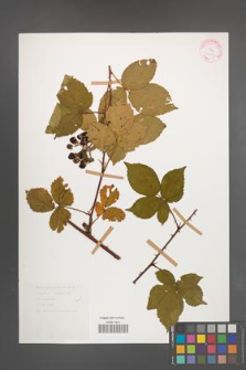 Rubus plicatus [KOR 30612]