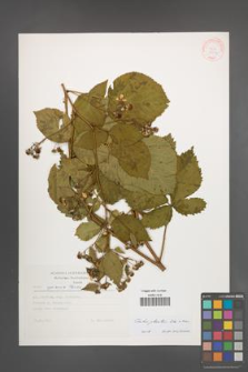 Rubus plicatus [KOR 31507]