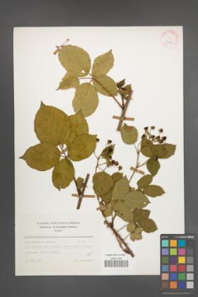 Rubus plicatus [KOR 25646]