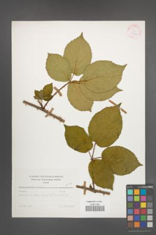 Rubus plicatus [KOR 25650]