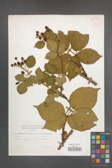 Rubus plicatus [KOR 25649]