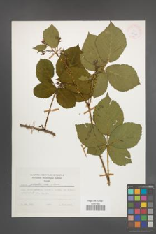 Rubus plicatus [KOR 25428]