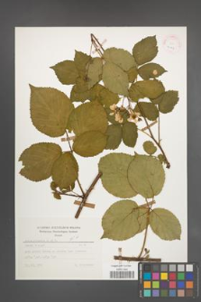 Rubus plicatus [KOR 25647]