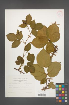 Rubus plicatus [KOR 25645]