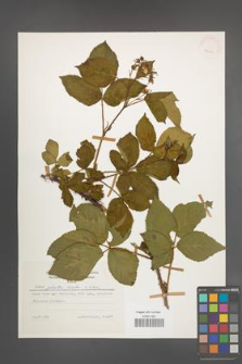 Rubus plicatus [KOR 25210]