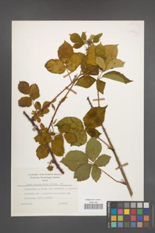Rubus plicatus [KOR 25422]