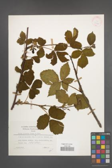 Rubus plicatus [KOR 25417]