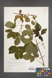 Rubus plicatus [KOR 25405]