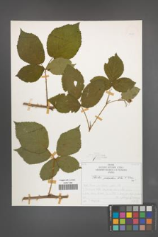 Rubus plicatus [KOR 50330]