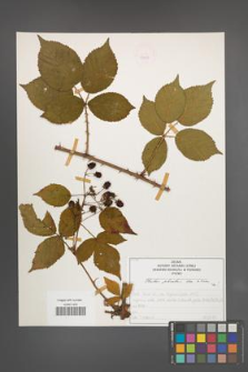 Rubus plicatus [KOR 50358]