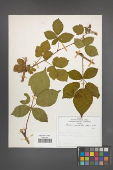 Rubus plicatus [KOR 50359]