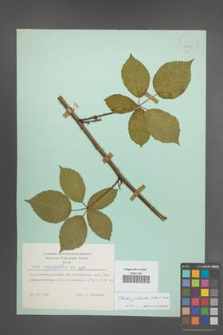 Rubus plicatus [KOR 23852]