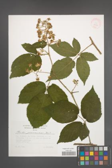 Rubus posnaniensis [KOR 32258]