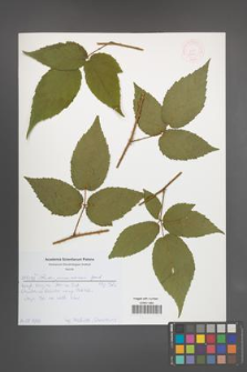 Rubus posnaniensis [KOR 52044]