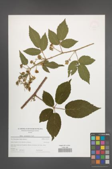 Rubus posnaniensis [KOR 49126]