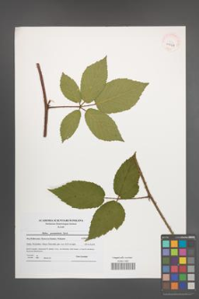 Rubus posnaniensis [KOR 41064]