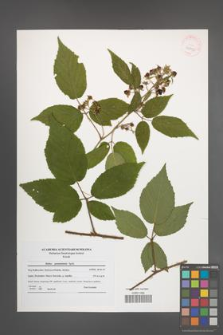 Rubus posnaniensis [KOR 41090]