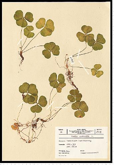 Oxalis acetosella L.