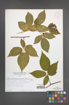 Rubus posnaniensis [KOR 51985]