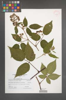 Rubus posnaniensis [KOR 41065]
