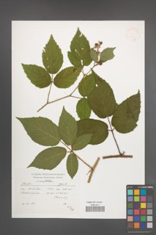 Rubus posnaniensis [KOR 38274]