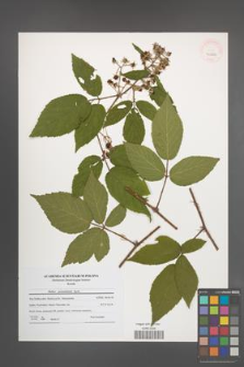 Rubus posnaniensis [KOR 40826]