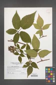Rubus posnaniensis [KOR 41083]