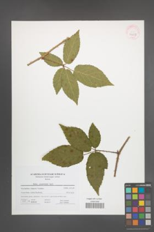 Rubus posnaniensis [KOR 41637]