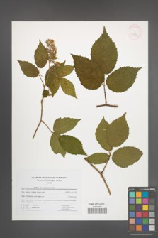 Rubus posnaniensis [KOR 41726]