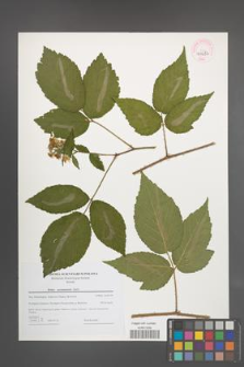 Rubus posnaniensis [KOR 44682]