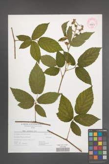 Rubus posnaniensis [KOR 44673]