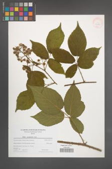 Rubus posnaniensis [KOR 43284]