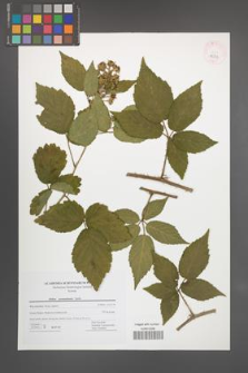 Rubus posnaniensis [KOR 42717]