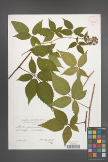 Rubus posnaniensis [KOR 39908]